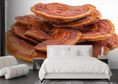  Reishi mushroom isolated on white background Wall mural