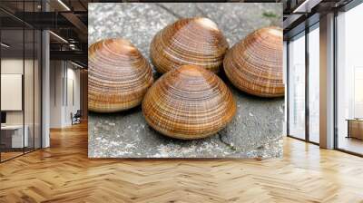   Three clamshells rest atop a moss-covered slab of stone Wall mural