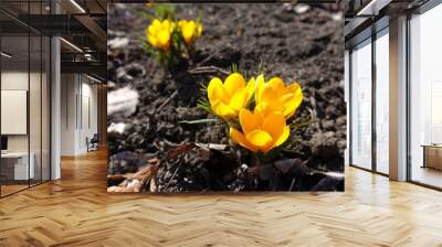 2 groups of amber yellow flowers of crocuses in February Wall mural