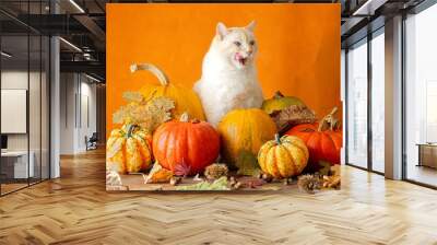 A big cat sits in pumpkins on an orange background and wants to eat them Wall mural