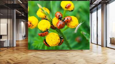 a group of red Ladybugs sitting on a yellow flower Wall mural