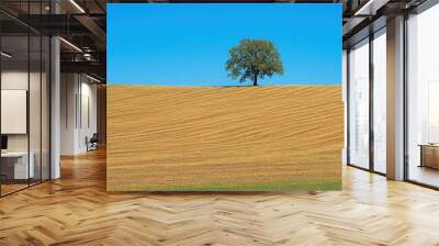 A lone tree rises on a gently sloping golden hillside, surrounded by neatly arranged rows of harvested crops against a bright blue sky, symbolizing peaceful rural life and nature's charm Wall mural