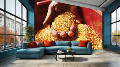 A lot of small gold nuggets in hand. Wall mural