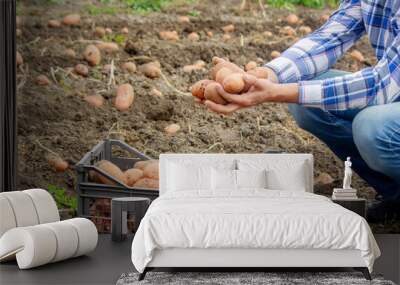 a male farmer shows what crop of organic potatoes he has harvested.harvest Wall mural