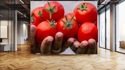 a woman holds fresh ripe tomatoes in her hands. Selective focus Wall mural