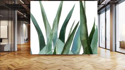 Agave leaves. Tropical plant. Watercolour botanical illustration isolated on white background.  Wall mural