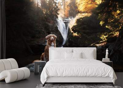 A dog by the waterfall. Pet on the nature by the water, Healthy lifestyle. Traveling with the pet. Nova Scotia Duck Tolling Retriever, tolller. Wall mural