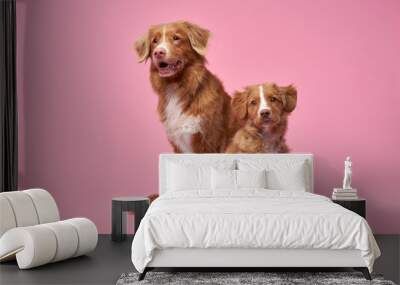 adult dog mother with a puppy. Nova Scotia duck tolling retriever on a pink background. happy family Wall mural