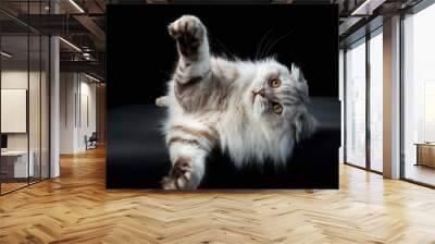 An inquisitive Scottish Fold cat reaches out, its striking amber eyes and lush fur highlighted on a dark background Wall mural