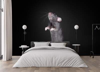 brown  domestic rat on a black background Wall mural