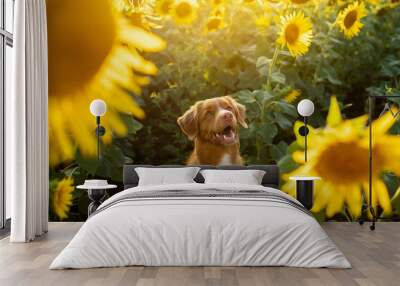 dog in a field of sunflowers. Nova Scotia duck tolling Retriever in nature. Sunny happy pet Wall mural