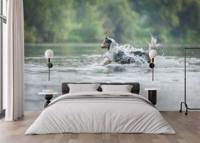 dog in water. Active australian shepherd jumping in lake. Active holiday with a pet Wall mural