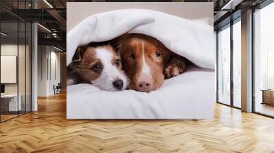 Dog Jack Russell Terrier and Nova Scotia duck tolling Retriever lying on the bed Wall mural