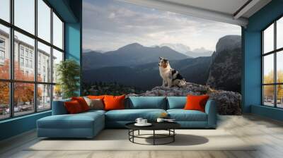 dog on the mountain at sunset. Travelling with a pet, Hiking. Australian shepherd in nature Wall mural