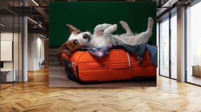 dog travel. Jack Russell Terrier is lying and playing in a suitcase. Wall mural