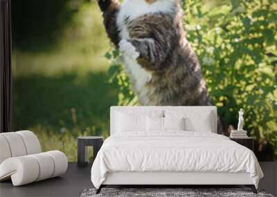 Fluffy cat standing on hind legs Wall mural