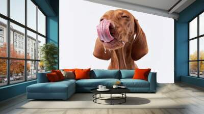 funny dog shows tongue. Hungarian vizsla on a white background Wall mural