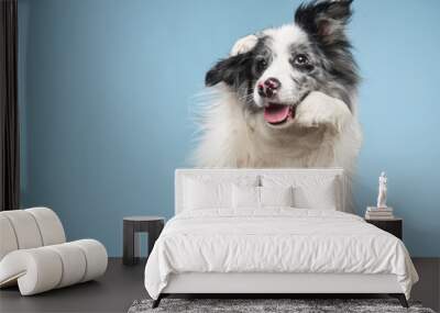 funny emotional dog, border collie waving paws, cute pose. pet on a blue background.  Wall mural