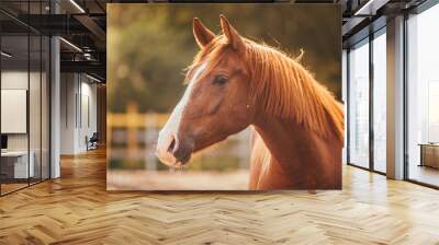 horse in the paddock, Outdoors Wall mural