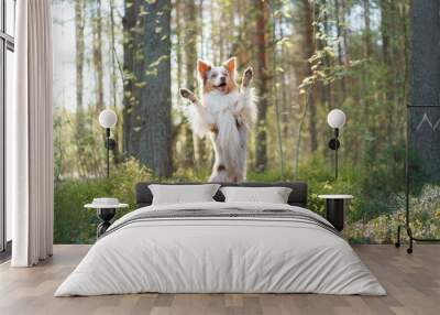 joyful dog waving its paws. Happy border collie in nature, at sunrise in the forest Wall mural