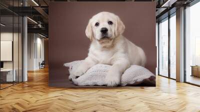 Puppy breed labrador Wall mural