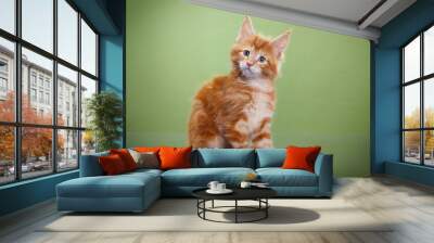 red Maine Coon Kitten on a green background. cat portrait in photo studio Wall mural