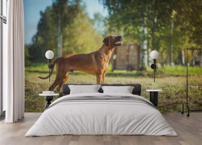 Rhodesian Ridgeback dog Wall mural