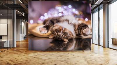 tabby cat plays, paw, holiday Wall mural