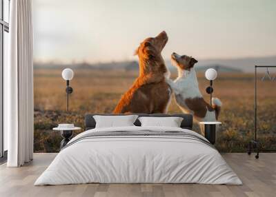 two dogs are playing on the field. Nova Scotia Duck Tolling Retriever and a Jack Russell Terrier Wall mural