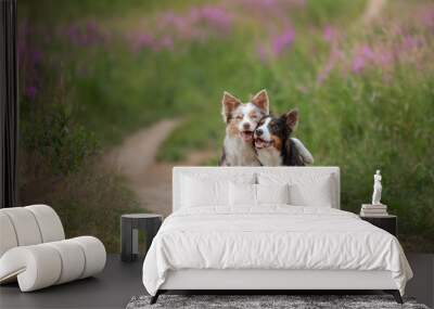 two dogs hugging together for a walk. Pets in nature. Cute border collie in a field in colors. St. Valentine's Day. Wall mural