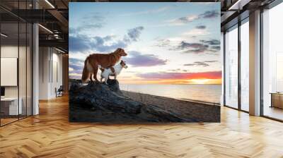 Two dogs stand on a log against the backdrop of sunset at sea. Nova Scotia Duck Tolling Retriever and a Jack Russell Terrier Wall mural