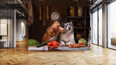 two dogs together in the kitchen are preparing food. Nova Scotia Duck Tolling Retrieverr and Border Collie. raw food diet Wall mural