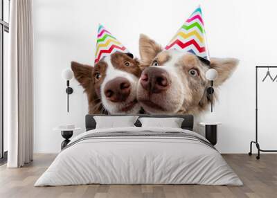 two funny dog in a festive cap. Border Collie on a white background Wall mural