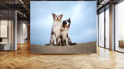 two happy dogs hugging together for a walk. Pets in nature. border collie in the field against the sky Wall mural