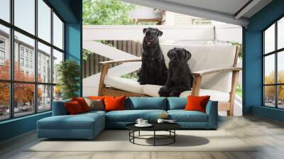 Two Scottish Terriers sit alertly on a white wooden bench, their shiny black coats contrasting sharply with the bright outdoor background. Wall mural