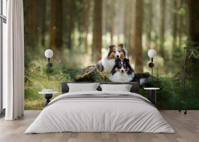 two sheltie dog in the forest. Pet on the nature. tracking. Dawn, fairytale light Wall mural