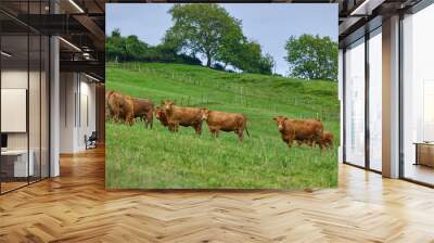 Group of brown cow is grazing on a green meadow Wall mural