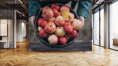 Basket with ripe red apples in the hands. Close-up Wall mural