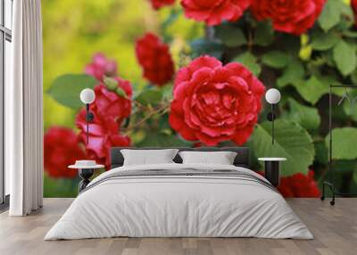 Beautiful red rose bush abundant blooming in summer garden in contryside. Wall mural