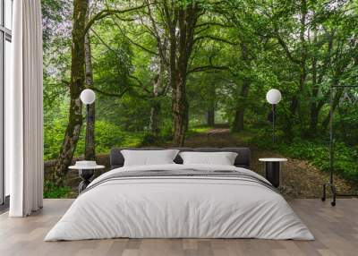 the road in summer forest Wall mural