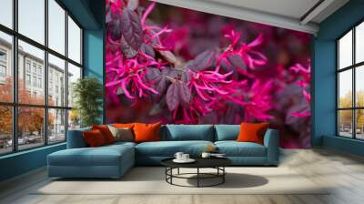 Botanical collection, pink flowers of Loropetalum chinense close up Wall mural