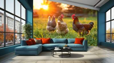 chickens and hen on the green grass in the sunset light Wall mural