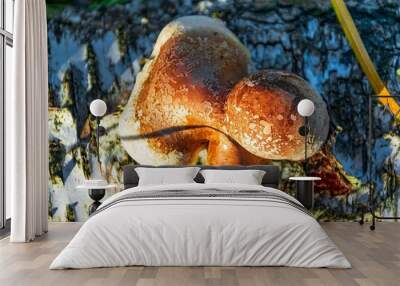 mushroom on a tree Wall mural