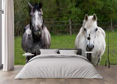 two horses in the field Wall mural