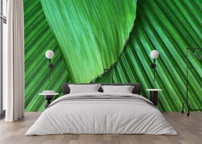 Close up background texture of two palm leaves Wall mural