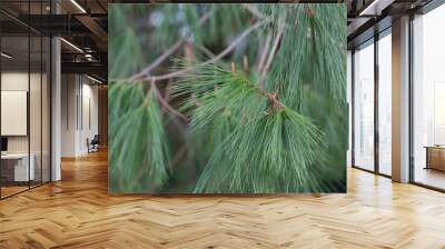 Close-up Long-coniferous pine. Pinus leiophylla Schiede ex Schltdl. Commonly known as the thin-leaved pine, it is a species of coniferous trees in the Pine family. It is found in El Salvador Wall mural