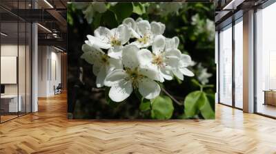 Close view of white flowers of pear tree in April Wall mural