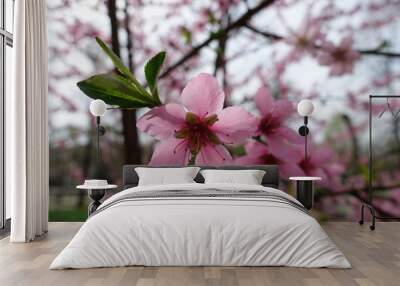 Closeup of pink flower of peach in spring Wall mural