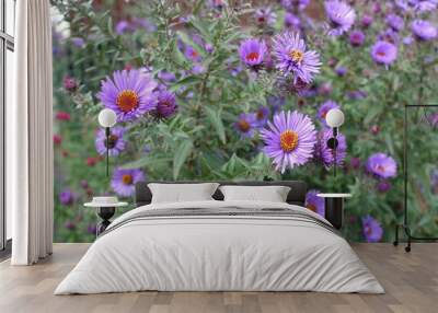 Couple of purple flowers of New England asters in October Wall mural