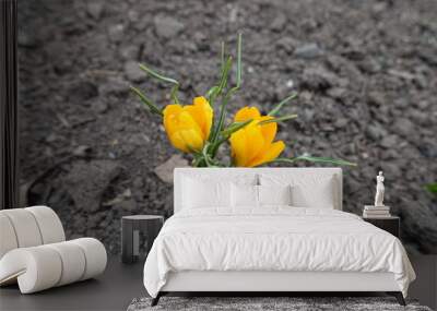 Crocuses with two half opened amber yellow flowers in March Wall mural